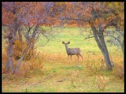 Mule Deer near Bullion Creekside Retreat