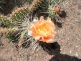 Rare Orange Cactus Bloom