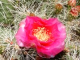 Red Cactus Bloom