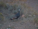 Wild Turkey in Bullion Canyon