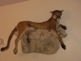 Cougar overlooking living room
