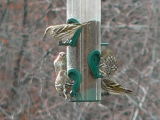 Pine Siskins