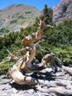 Bristlecone Pine high in the Tushar Mountains