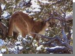 Utah Cougar in Tree