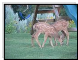 Fawns on the playground lawn at Bullion Creekside Retreat
