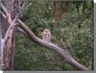 Utah Great Horned Owl near the Paiute Trail