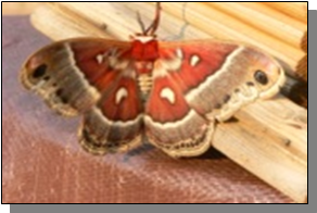 Utah Giant Moth