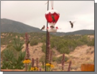 Utah Black-chinned Hummingbirdsnear the Paiute Trail