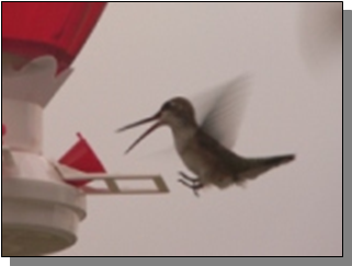 Utah Broad-tailed hummingbird