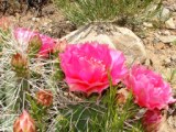 Red Prickly Pear Blossums in May