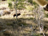 380 score bull elk on Monroe Mountain