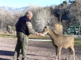 Hand Feeding Mule Deer