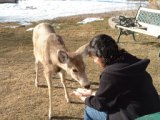 Ana hand feeding a doe