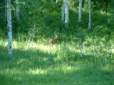 small buck along the Paiute Trail