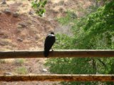 Utah Raven