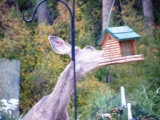 mule deer raiding bird feeder