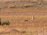 Utah Prairie Dog