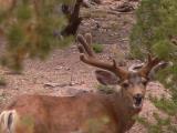 two bucks on the Paiute Trail