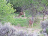 deer at Bullion Creekside Retreat