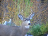 two-point buck in the garden