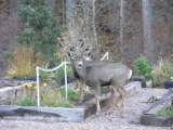 mule deer in garden