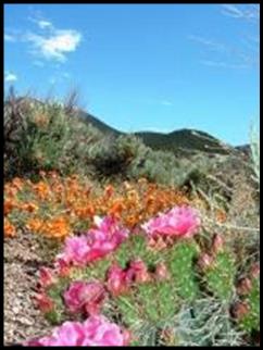 Desert wildflowers near Bullion Creekside Retreat and Paiute Trail