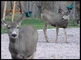 Mule deer visitors