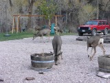 Mule Deer visitors