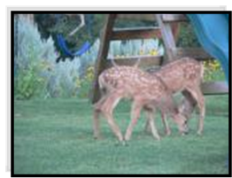 Fawns on the playground at Bullion Creekside Retreat near Marysvale Utah