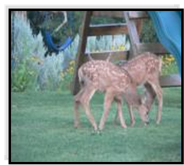 Fawns on the playground at Bullion Creekside Retreat near Marysvale Utah